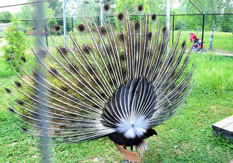 ВОРОБЬИный день :)