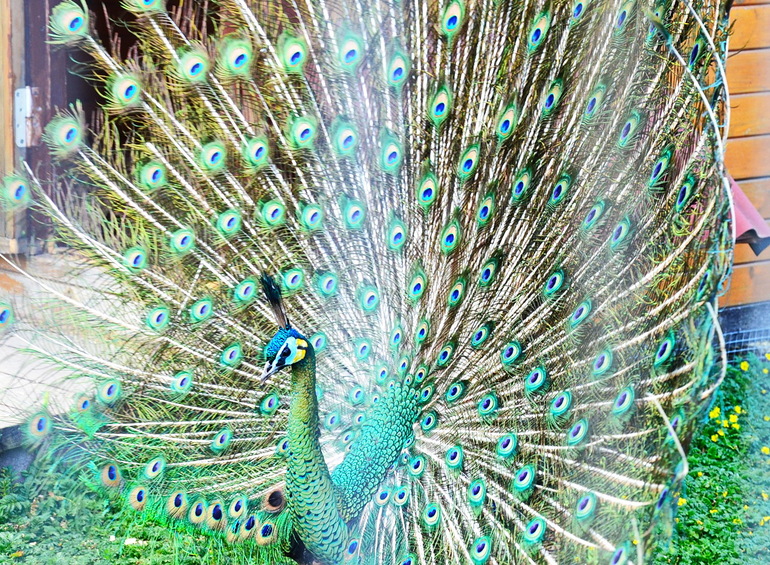 ВОРОБЬИный день :)