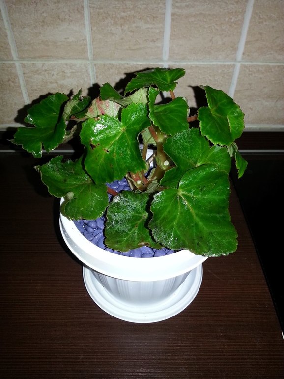 Красавица Бегония