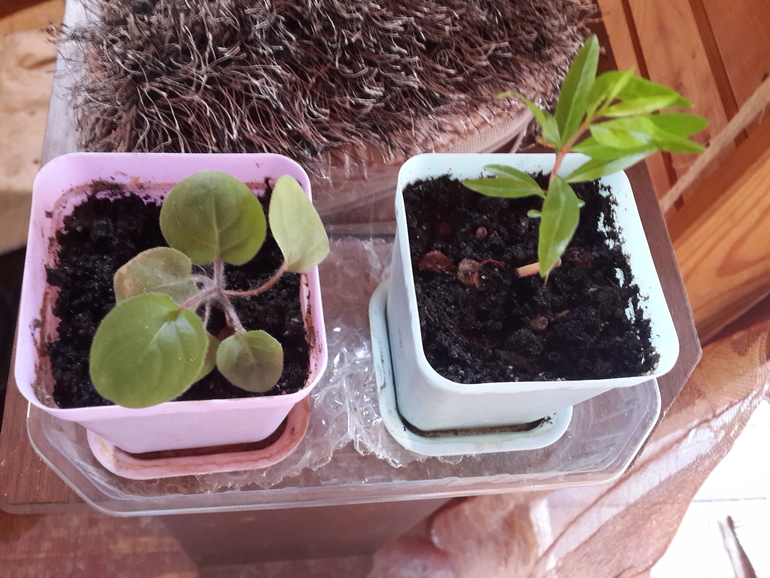 И что из них гербера?