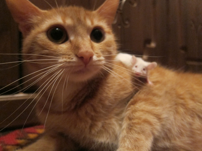 кош & мышь