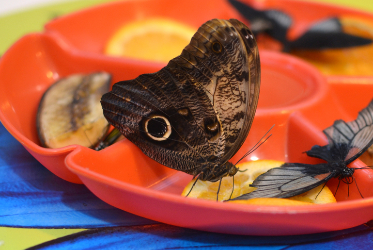 Московский Дом Бабочек