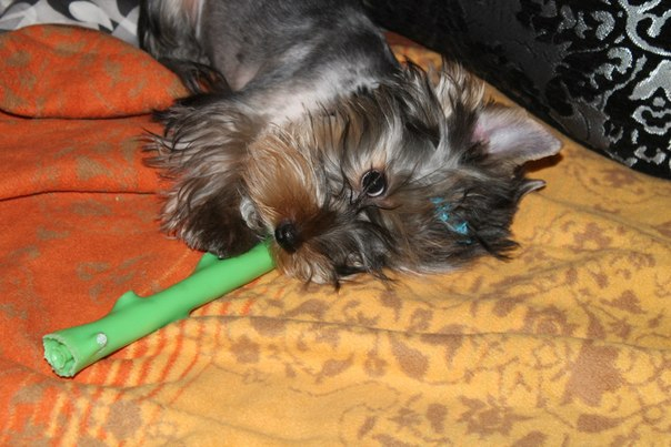 Зефиркины фотки после стрижки