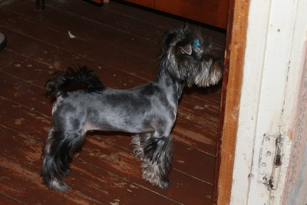 Зефиркины фотки после стрижки