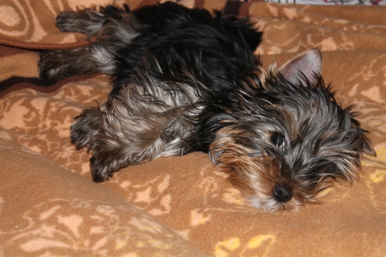 У нас появился еще один сынок...