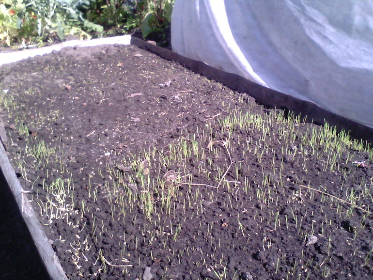 Завалялась у меня с осени фоточка :)