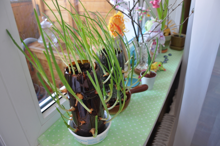 Весна на подоконнике - 6