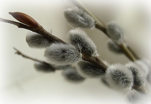 С праздником, дорогие ББшечки!!!