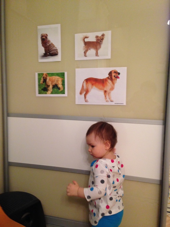 ТН Котенок и Щенок - День 2 'Собаки'