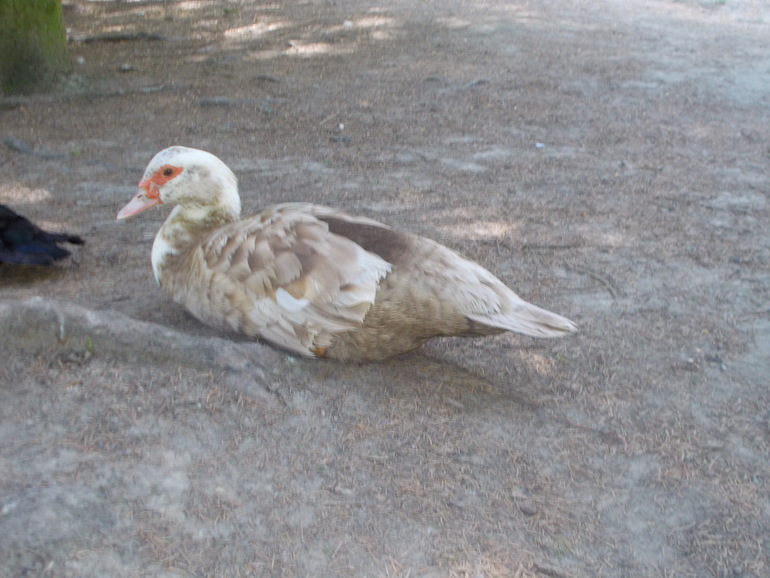 Чудесная ББ встреча)))) 24.05.2014 Шевченковский Гай.