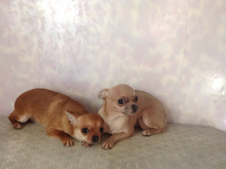 Голубая сука чихуахуа!