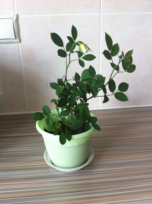 Роза опустила бутон