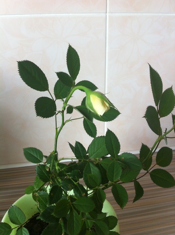 Роза опустила бутон