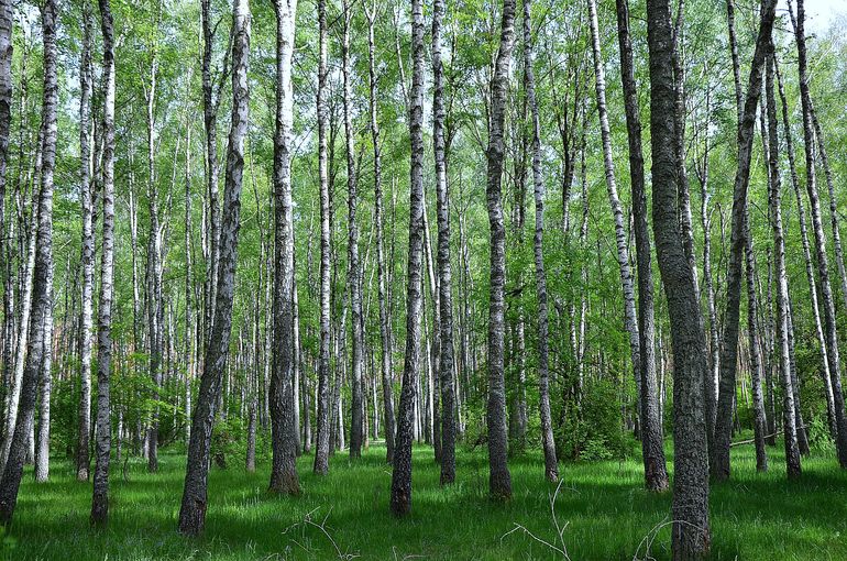 Трехлетие двойняшек (фотоотчет ДР)