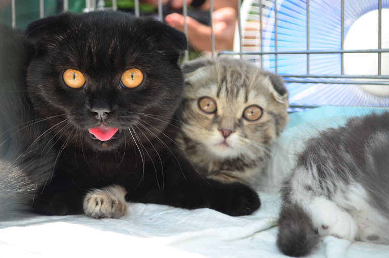 Феерверк Добра. Фотоотчет.