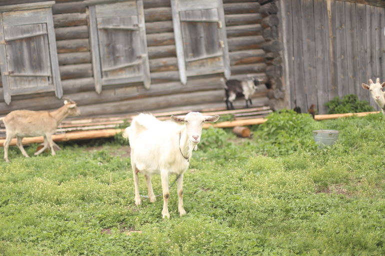Были сегодня в деревне)
