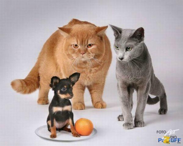 Зачем собаки лают, кошки мяукают, а воробьи чирикают?