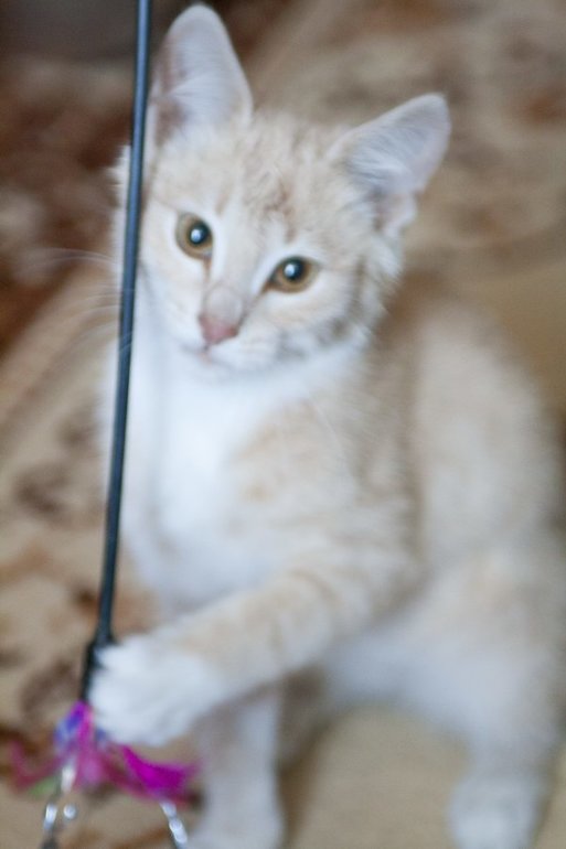 Мои любимые хвостики