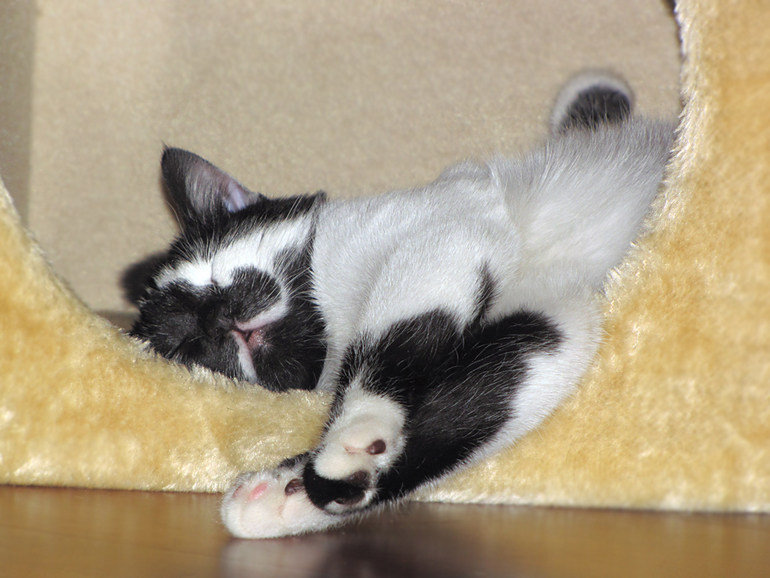 Мои любимые хвостики