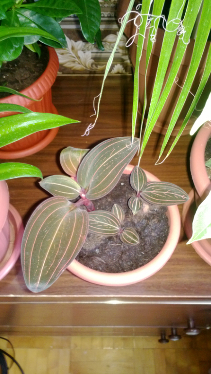 Мои цветочки / часть 1