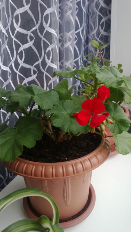 Мои цветочки / часть 1