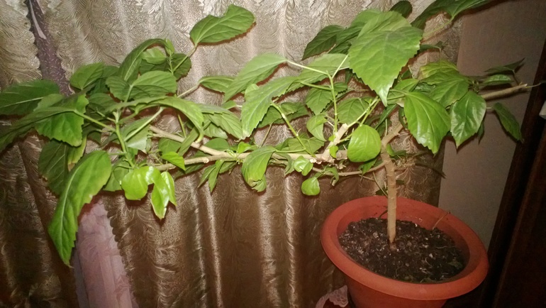 Что с моим гибискусом?