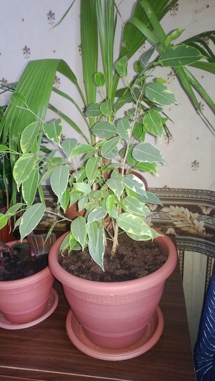 Мои цветочки / часть 1