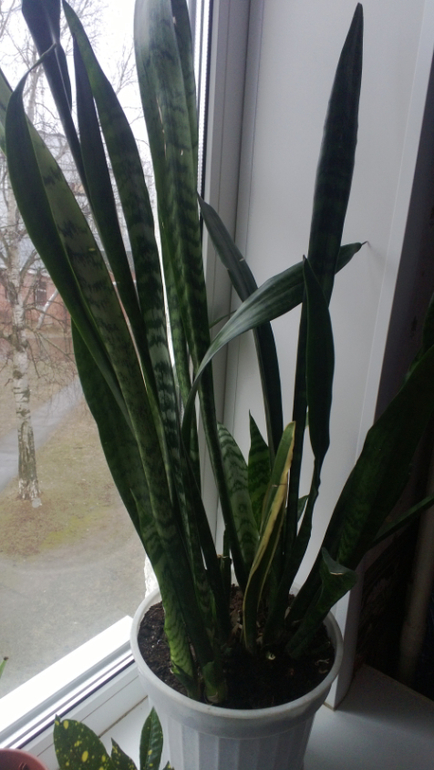 Мои цветочки / часть 1