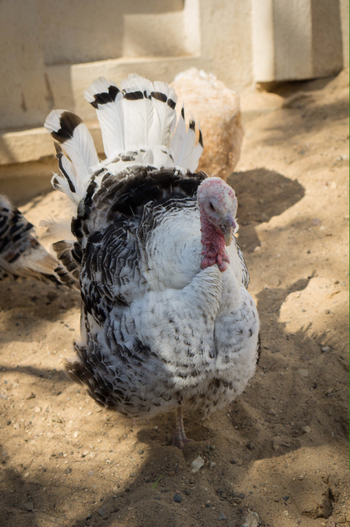 Поход в Московский зоопарк