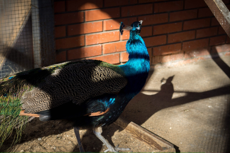 Детский парк "Фили" день 2