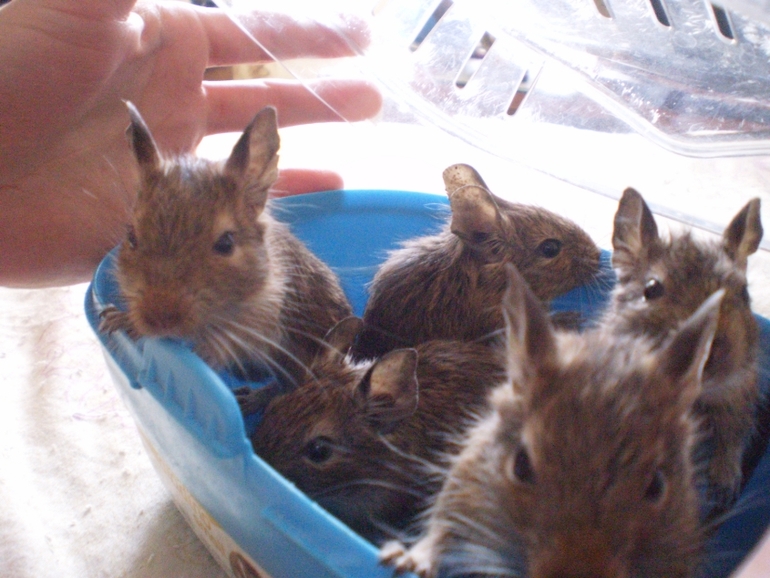 Дегу ищут хозяев)))