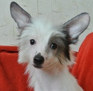 Наш новый питомец