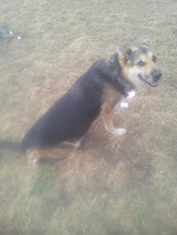 Восточно-Еропейская овчарка-сбила машина отнялись лапы