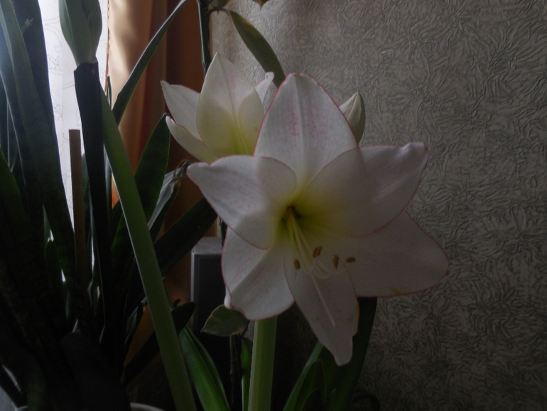 Расцвели мои красавцы