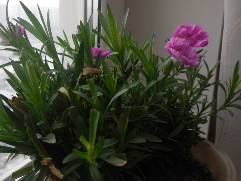 Цветы мужу на 23 февраля