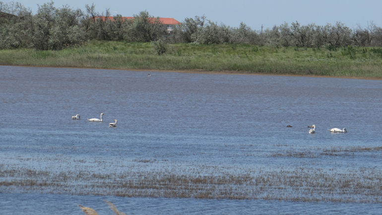 Голубицкая