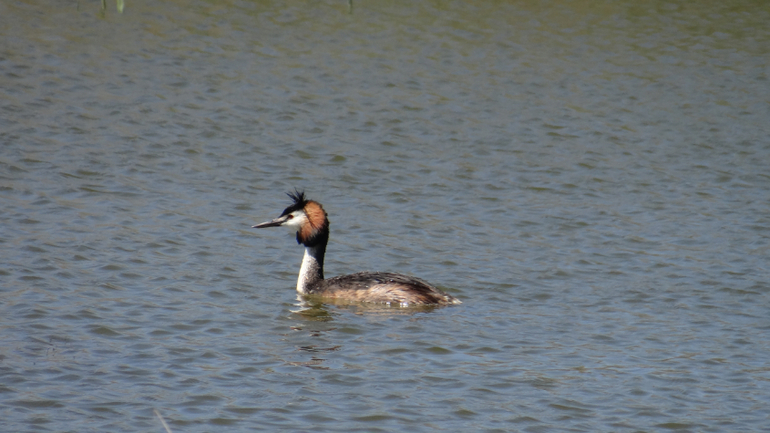 Голубицкая