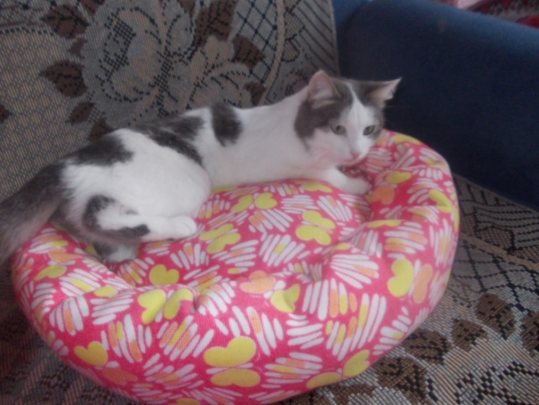 Лежанка для любимки)