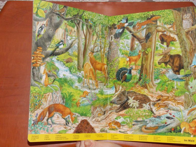 Развороты Mein großes Wimmelbuch Tiere, Anne Suess