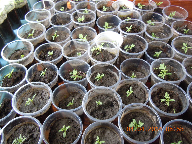 Уже есть небольшой опыт