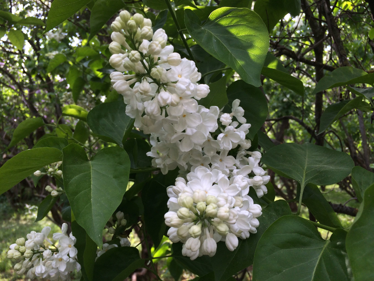 Сиреневое безумие (много фоток!!!)