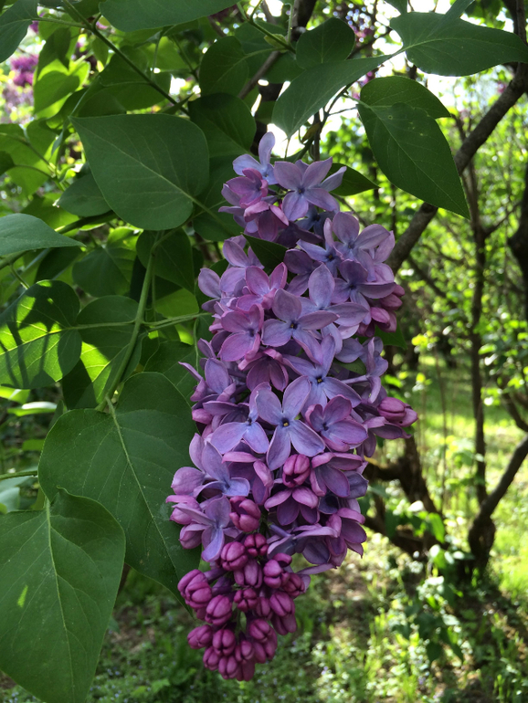 Сиреневое безумие (много фоток!!!)