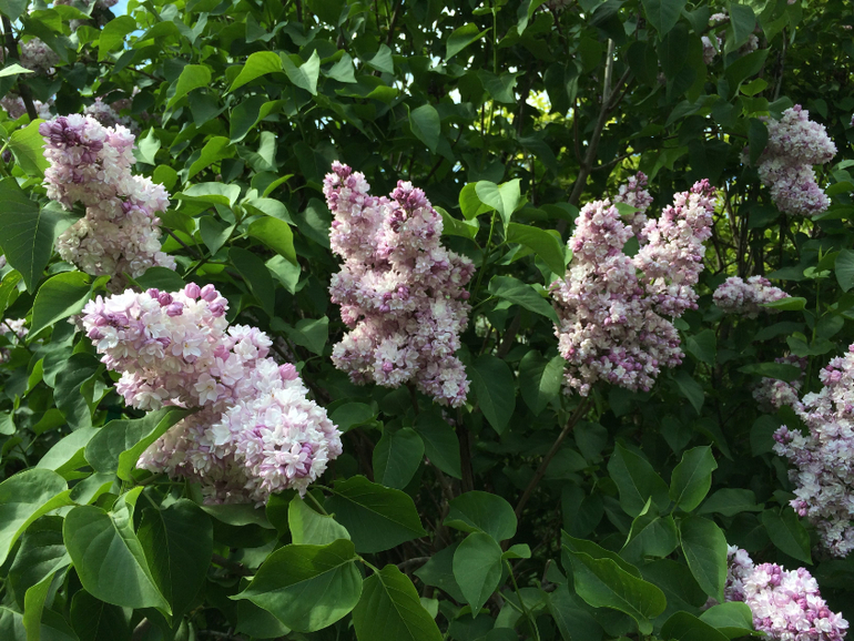 Сиреневое безумие (много фоток!!!)