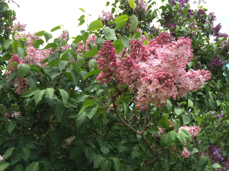 Сиреневое безумие (много фоток!!!)