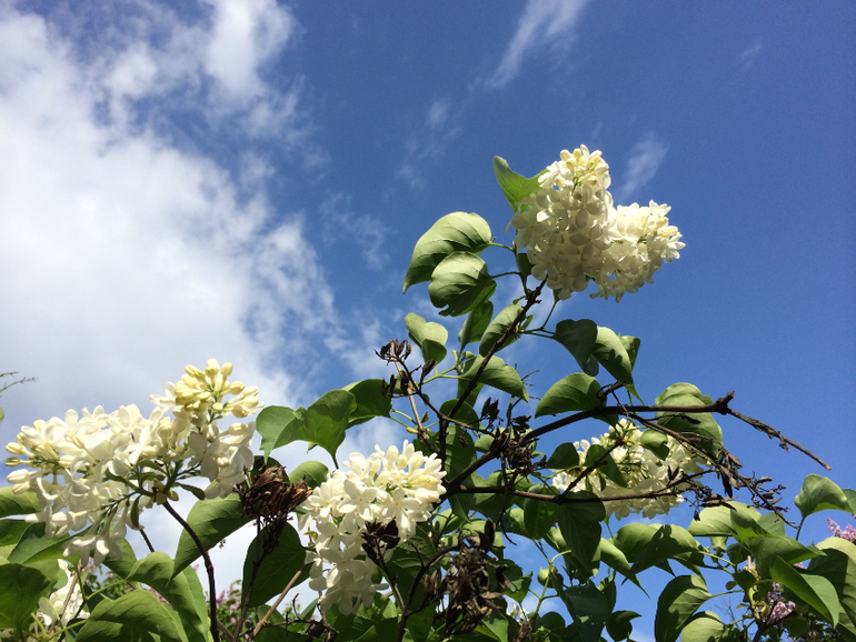 Сиреневое безумие (много фоток!!!)