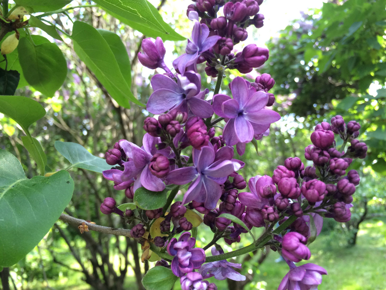 Сиреневое безумие (много фоток!!!)