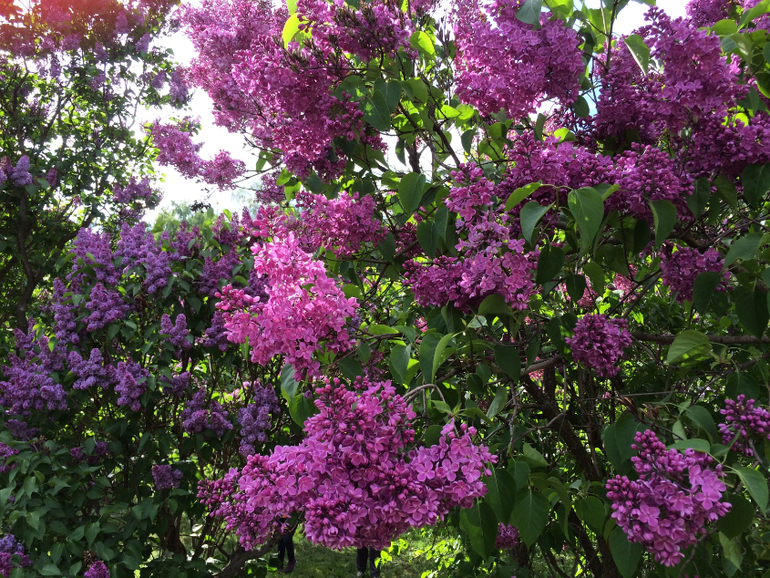 Сиреневое безумие (много фоток!!!)