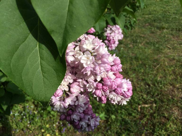 Сиреневое безумие (много фоток!!!)