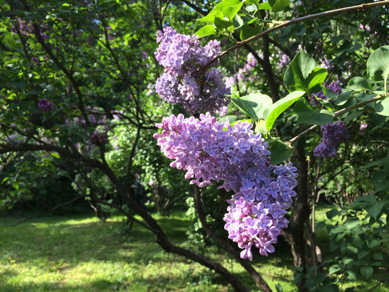 Сиреневое безумие (много фоток!!!)