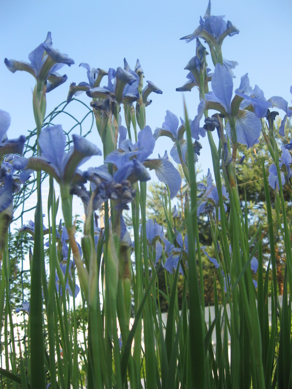 Летние, часть 1)